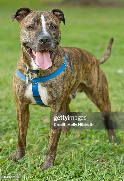 happy pitbull mix dog - american pit bull terrier stock pictures, royalty-free photos & images