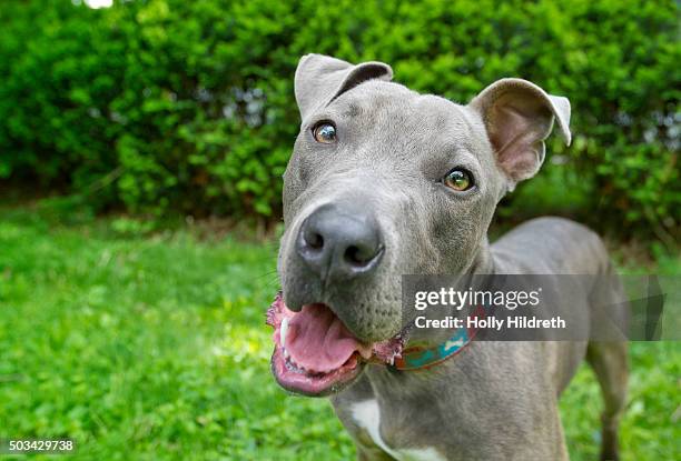 blue nose pitbull dog - bullterrier stock-fotos und bilder
