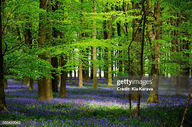 bluebell forest - bluebell wood foto e immagini stock