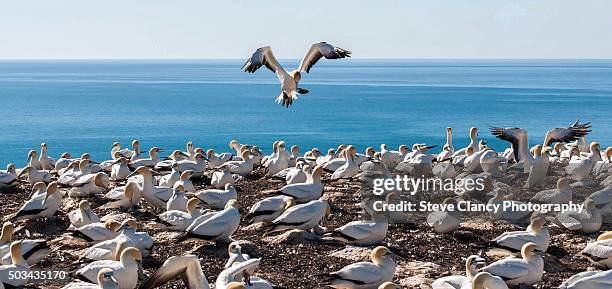 coming in to land - cape kidnappers gannet colony stock pictures, royalty-free photos & images