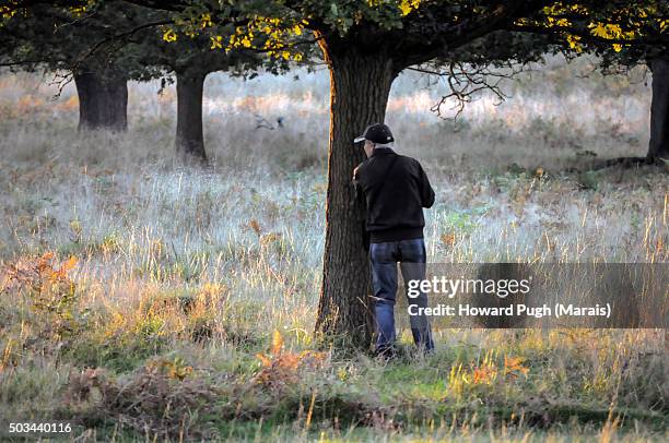 the richmond red deer rut - lech stock pictures, royalty-free photos & images