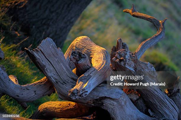 the richmond red deer rut - vouyer stock pictures, royalty-free photos & images