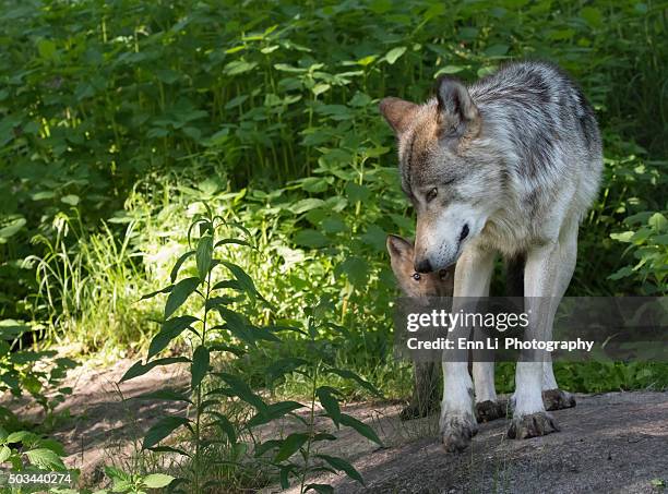 gray wolf mother and pup - red wolf fotografías e imágenes de stock