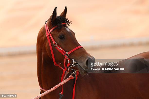 Purebred Arab horse prepares to compete during the Liwa 2016 Moreeb Dune Festival on January 5 in the Liwa desert, 250 kilometres west of the Gulf...