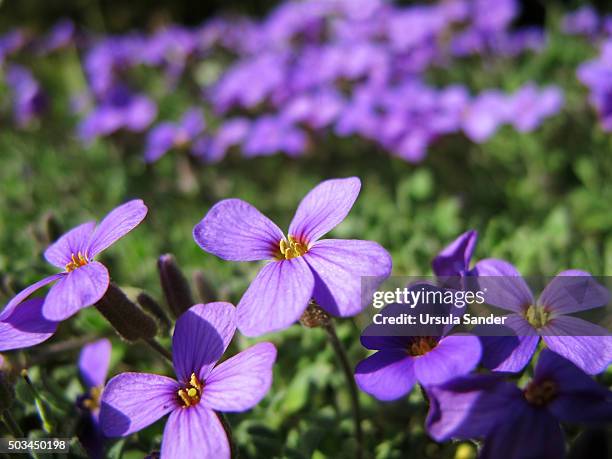 close-up of aubrieta, germany. - aubrieta stock pictures, royalty-free photos & images