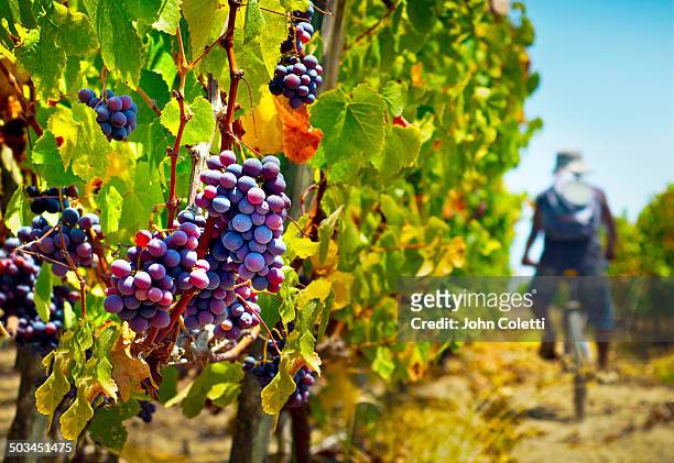 wine and pisco vineyard, peru - pisco peru stock pictures, royalty-free photos & images