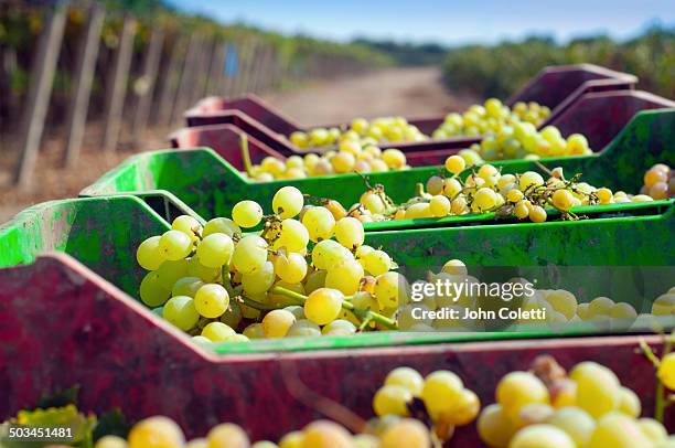 wine and pisco vineyard, peru - pisco peru stock pictures, royalty-free photos & images