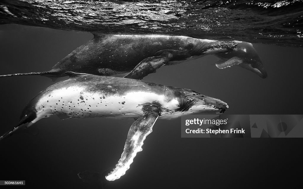 World Ocean Day