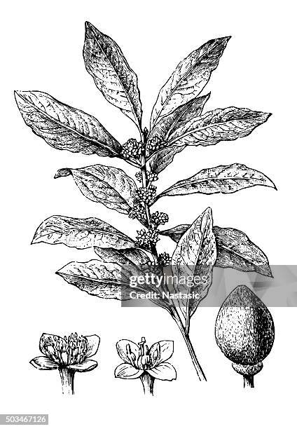 illustrations, cliparts, dessins animés et icônes de ancienne illustration de bay laurel, the bay (laurus nobilis) - laurier