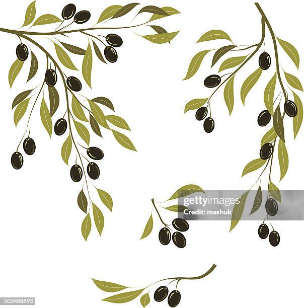 olive branches - olive tree stock illustrations