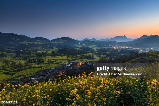 field terraces of blooming oil seed rape plants, luoping,yunnan, china - south china stock pictures, royalty-free photos & images