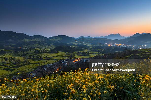 field terraces of blooming oil seed rape plants, luoping,yunnan, china - south china 個照片及圖片檔