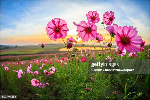 cosmos flower at boonrawd farm, chiang rai - schmuckkörbchen stock-fotos und bilder