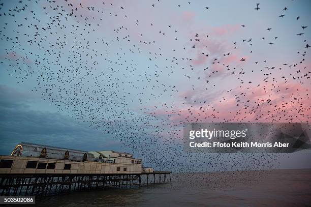 uk weather : starlings at dawn in  aberystwyth - aberystwyth stock pictures, royalty-free photos & images