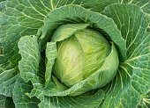 organic cabbage