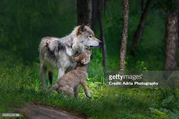 grey wolf mother with her young pup - animals in the wild foto e immagini stock
