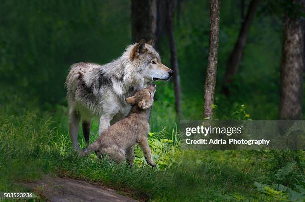 grey wolf mother with her young pup - wolf stockfoto's en -beelden