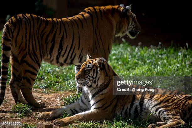 Northeast Tigers rest on the grass. In Yunnan Zoo, visitors can walk through a glass tunnel to get very close with these big cats.