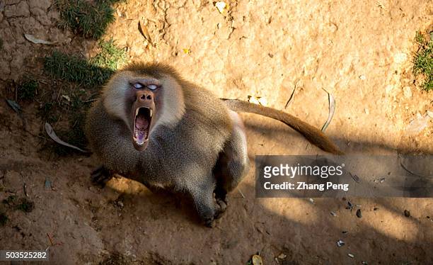 Baboon open his mouth shouting, trying to demonstrating against the visitor who has teased him.