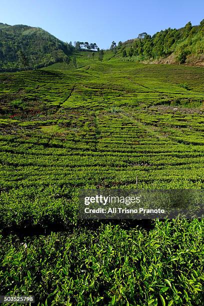 valley of tea plantation in puncak pass - puncak pass stock pictures, royalty-free photos & images