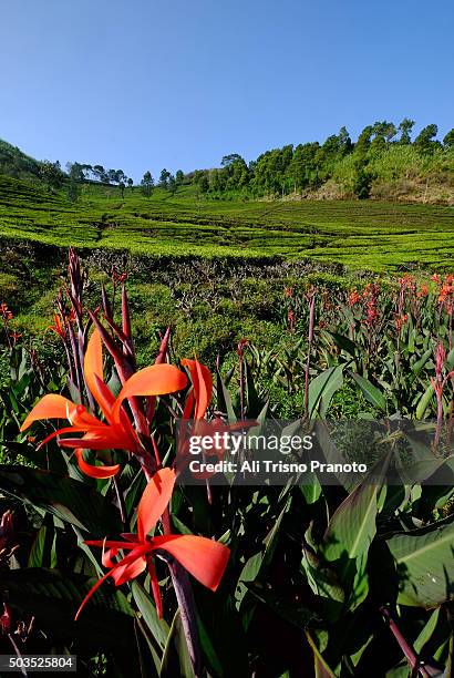 beautiful tea plantation in puncak pass - puncak pass stock pictures, royalty-free photos & images