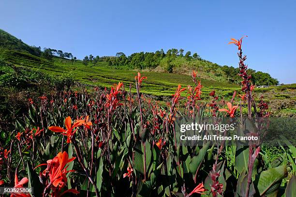 canna flowers in tea plantation, puncak pass - puncak pass stock pictures, royalty-free photos & images