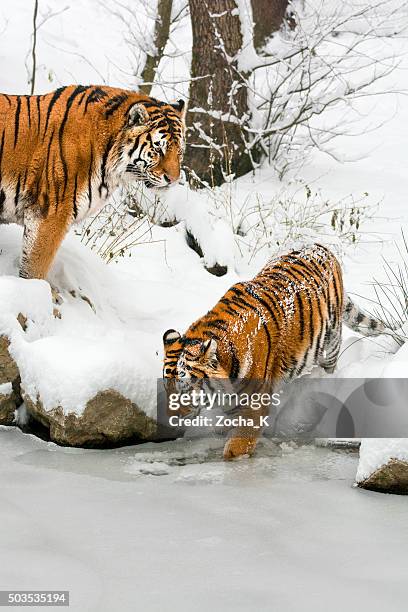 dois tigres na costa do lago congelado no dia de inverno - tigre da sibéria - fotografias e filmes do acervo