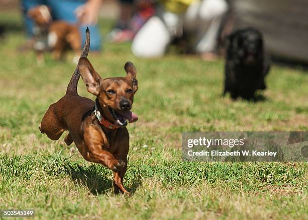 165 Wiener Dog Races Stock Photos, High-Res Pictures, and Images ...