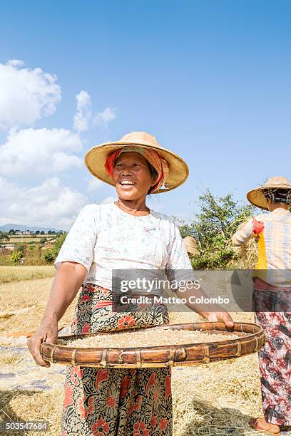 burmese women working in a wheat field, myanmar - sifting stock photos et images de collection