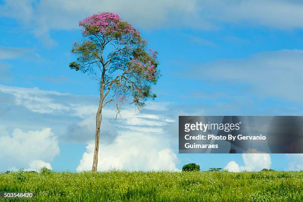 flowering tree - paisagem natureza stock-fotos und bilder