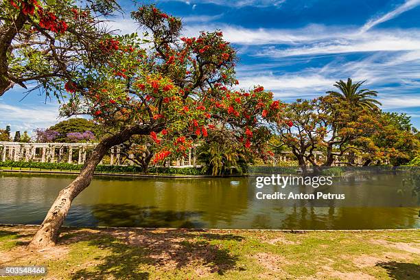 flowering trees in the park, buenos aires - palermo buenos aires stock-fotos und bilder