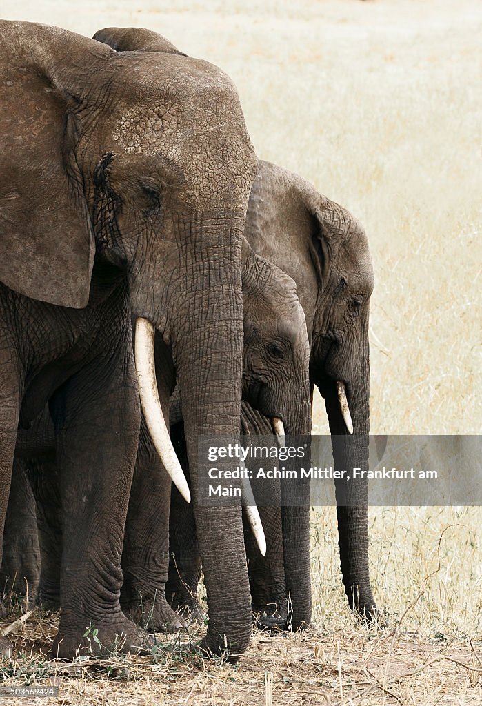 Heads of a group of african elephants