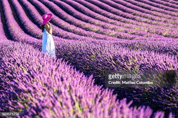 woman in a lavender field in full bloom, provence, france - costa azul fotografías e imágenes de stock