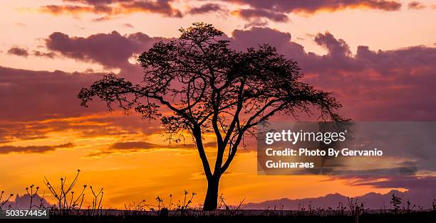 silhouette tree - silhueta stockfoto's en -beelden