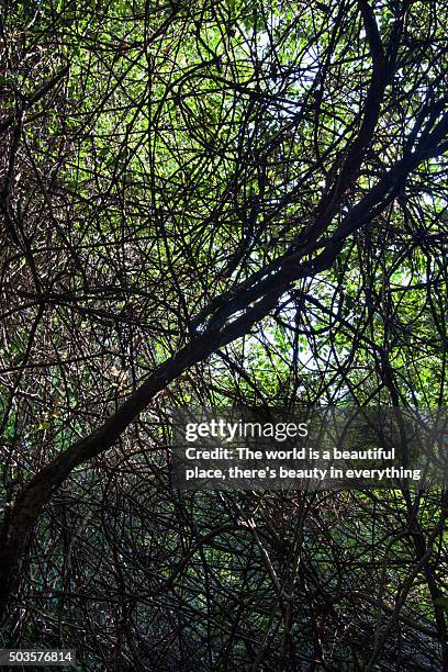 jungle canopy - tree canopy pattern fotografías e imágenes de stock