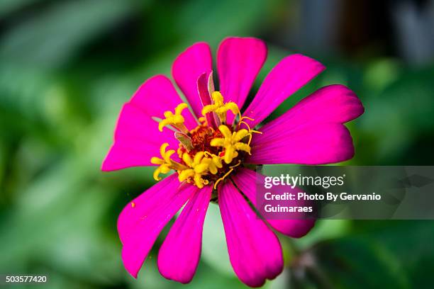 flower - jardinagem stock pictures, royalty-free photos & images