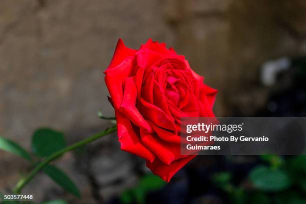 flower red rose - jardinagem stock-fotos und bilder