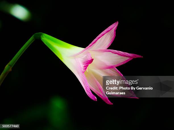 lily flower - jardinagem stock-fotos und bilder