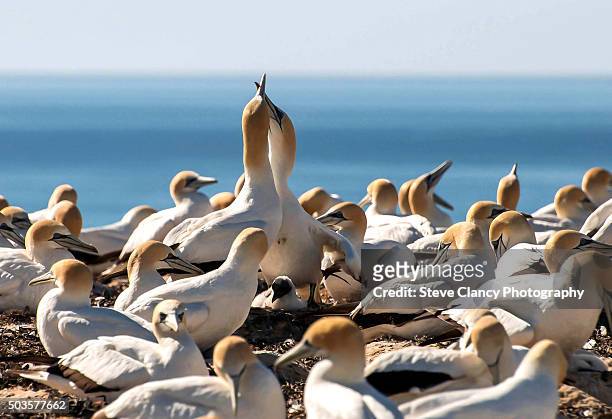gannet love - cape kidnappers gannet colony stock pictures, royalty-free photos & images