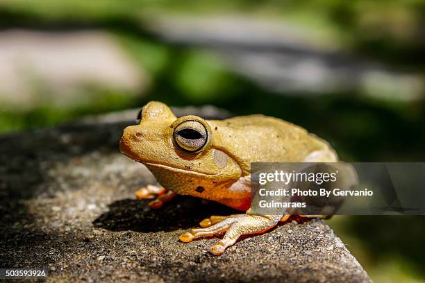 prince frog - froschkönig stock-fotos und bilder