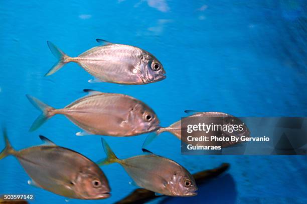 fishes - pescare stock pictures, royalty-free photos & images