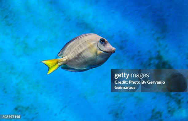 fish tang blue - pescare stock pictures, royalty-free photos & images