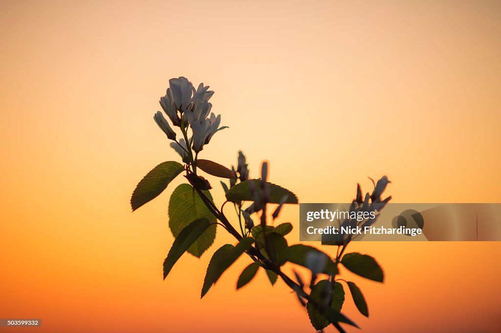 Saskatoon Berry shrub flowering at sunrise on top of Pincushion Mountain, Peachland, British Columbia, Canada