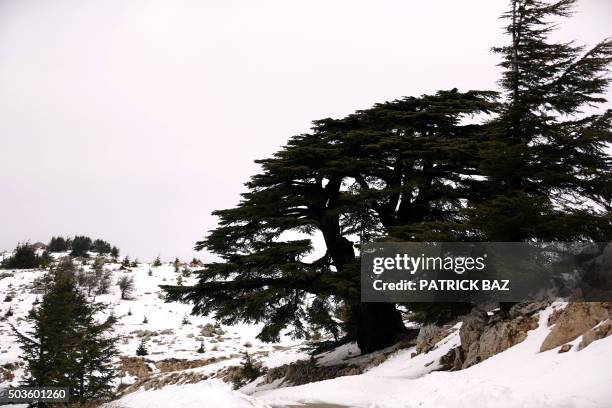 Barouk Spring 24 El Barouk Stock Photos, High-Res Pictures, and Images - Getty Images