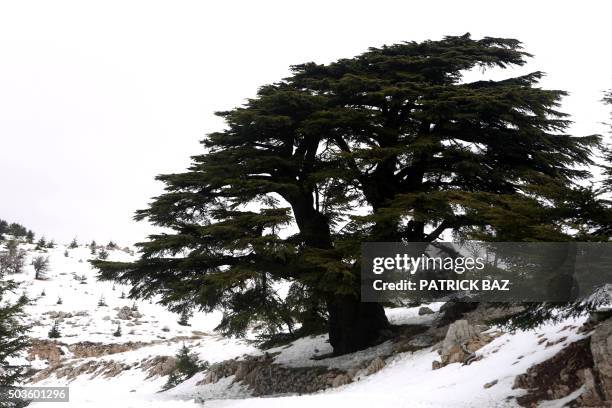 Barouk Spring 24 El Barouk Stock Photos, High-Res Pictures, and Images - Getty Images
