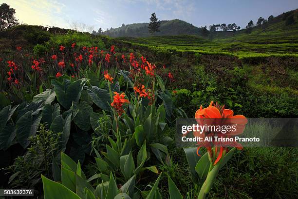 canna flowers in tea plantation of puncak pass - puncak pass stock pictures, royalty-free photos & images