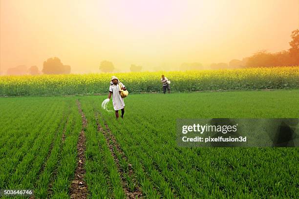 farmer correr fertilizante en el campo de trigo - indio fotografías e imágenes de stock