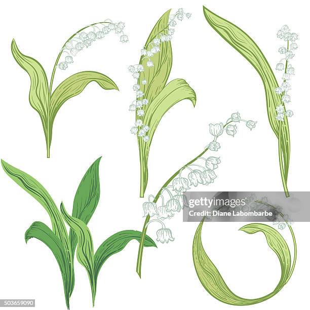 bildbanksillustrationer, clip art samt tecknat material och ikoner med vintage style botanical lily of the valley design elements - liljekonvalj