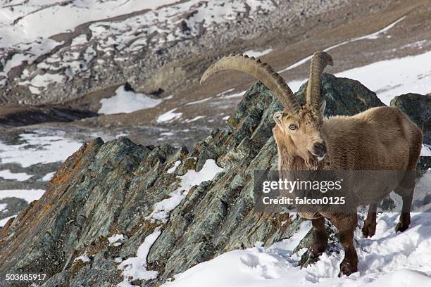 alpine ibex - swiss ibex bildbanksfoton och bilder