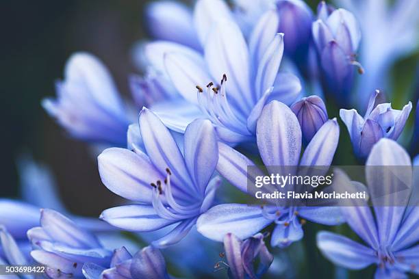 agapanthus flowers - african lily stock-fotos und bilder